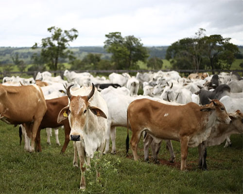 cattle-beef