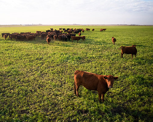 grainfed-grassfed
